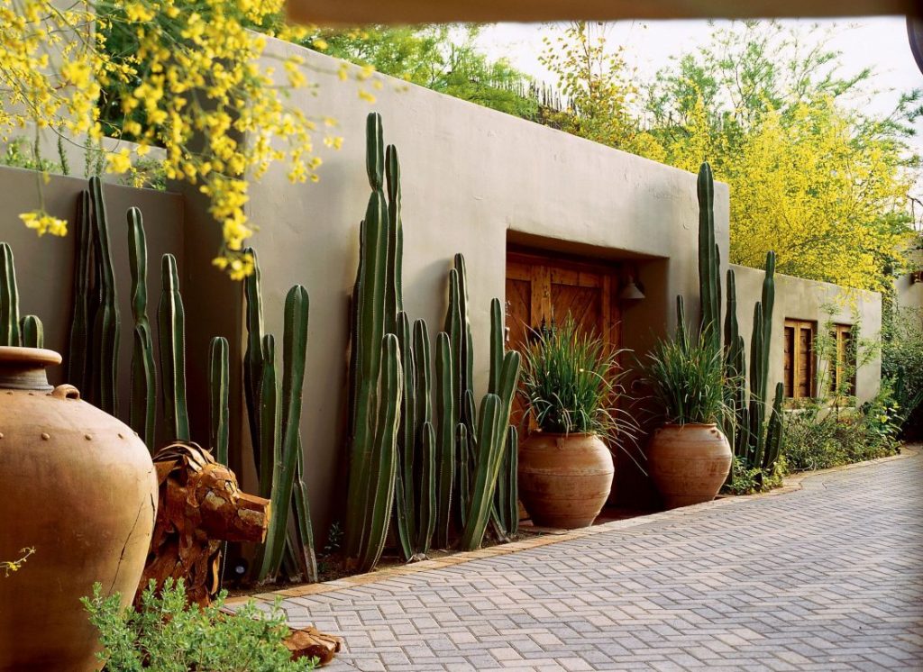 potted cactus garden southwest
