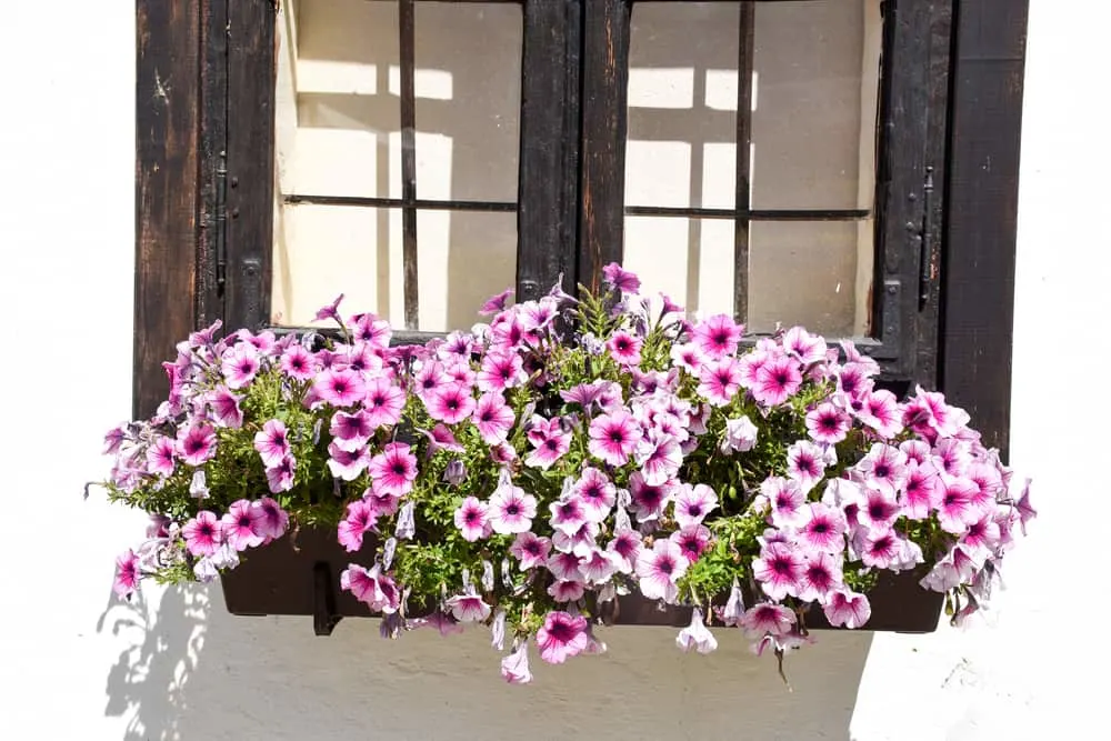 5 Cascading Plants Ideas for a Beautiful Window Box
