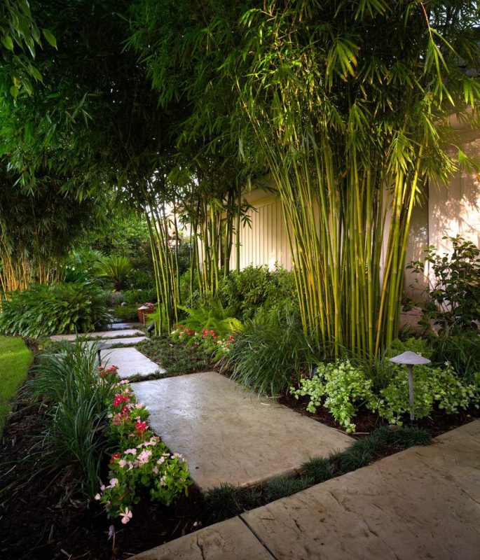 Tropical Landscape with Bamboo