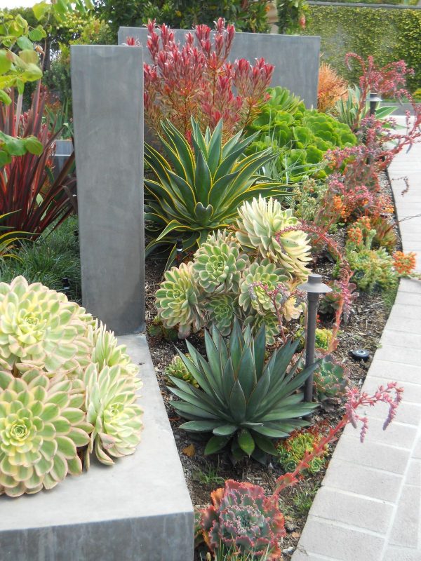 A Collection of Succulents