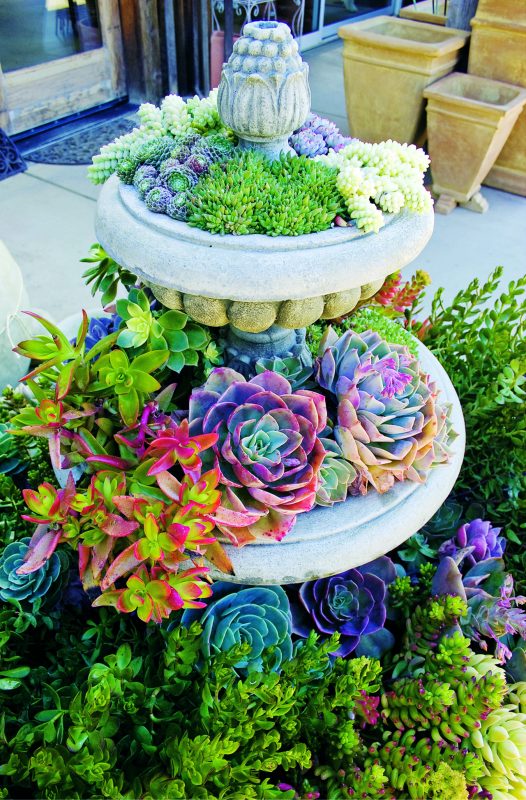 texas cactus garden ideas