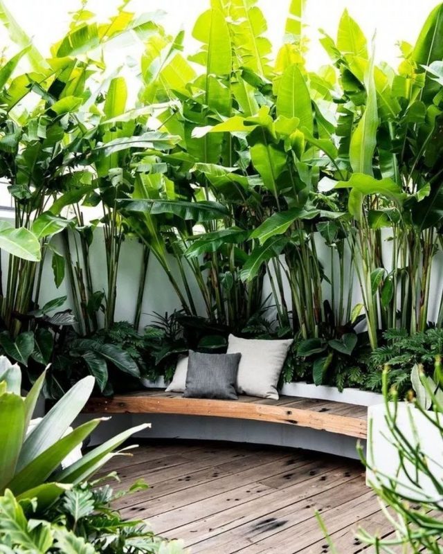 bacyard surrounded with banana trees