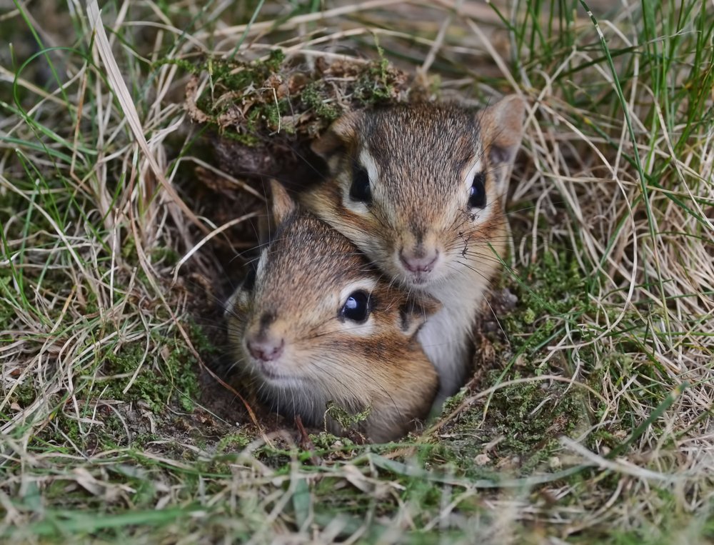 How Do You Get Rid of Chipmunks in Humane Ways