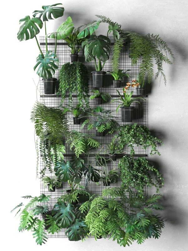 Shady and Mystique garden ideas