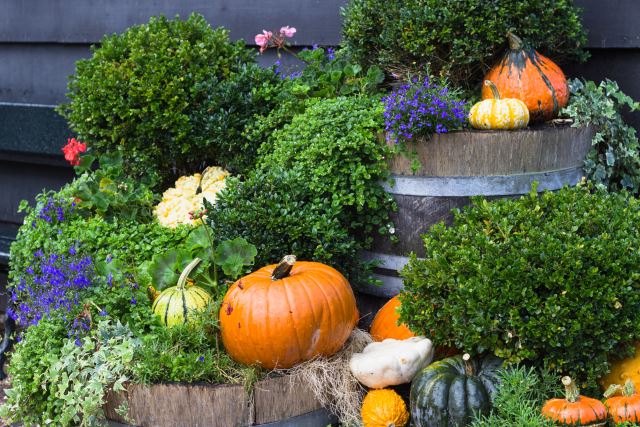garden festival pumkins decor
