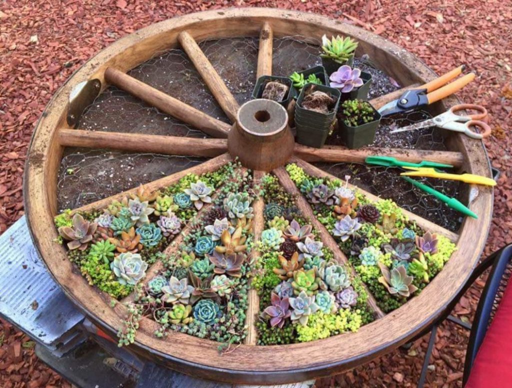 succulent and wagon cactus garden