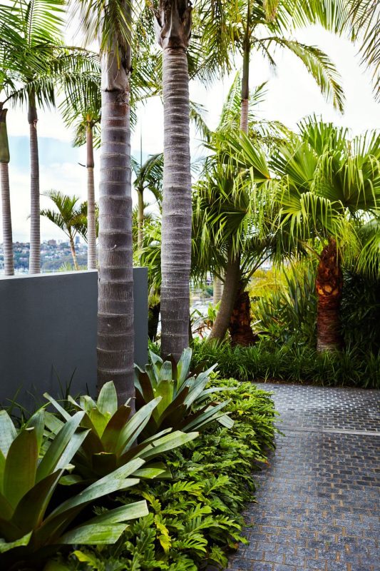 Shady Palm Trees