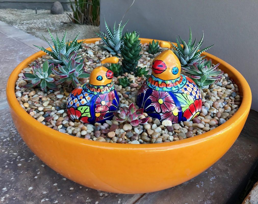cactus dish garden ideas