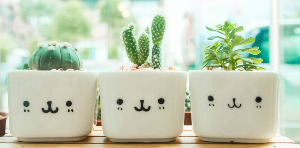 sharp smile cactus garden