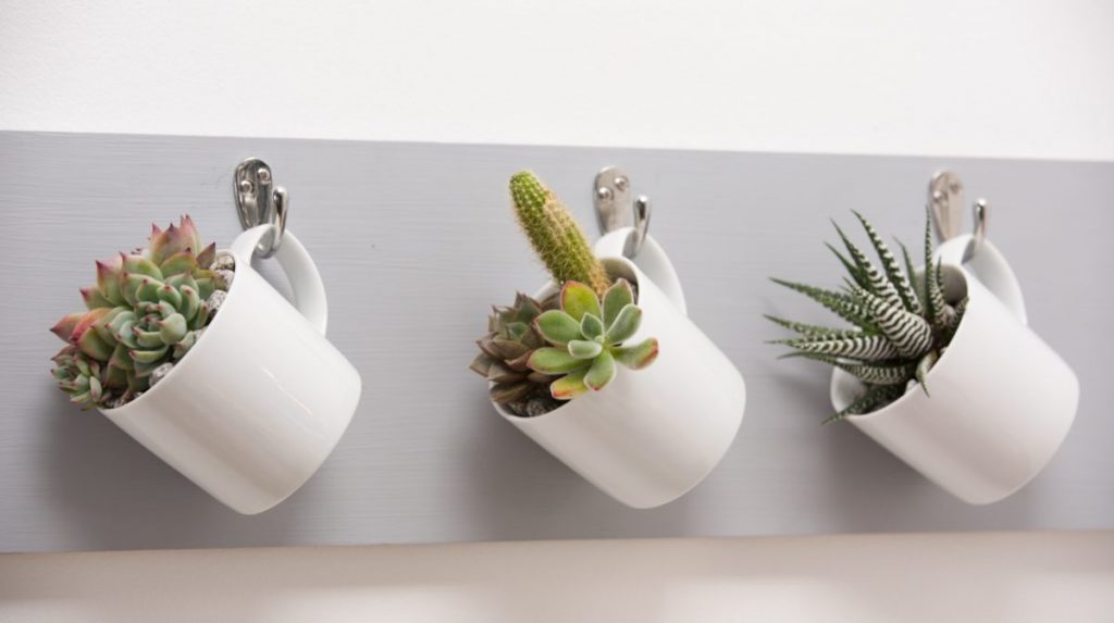 indoor cactus garden decorating