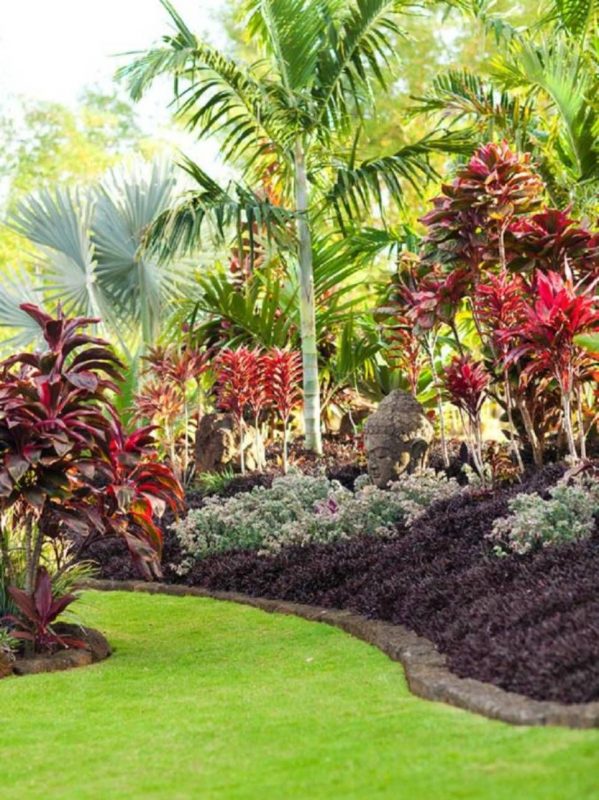 Plenty of Cordyline