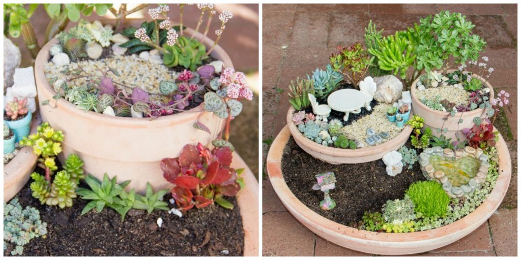container cactus garden ideas