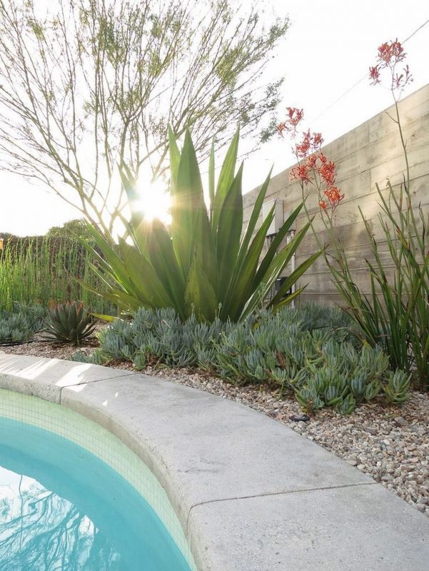 Tropical Backyard with Desert Flair