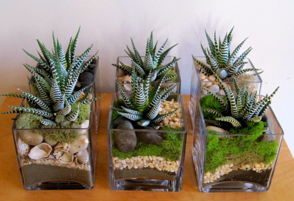 cactus fairy garden ideas