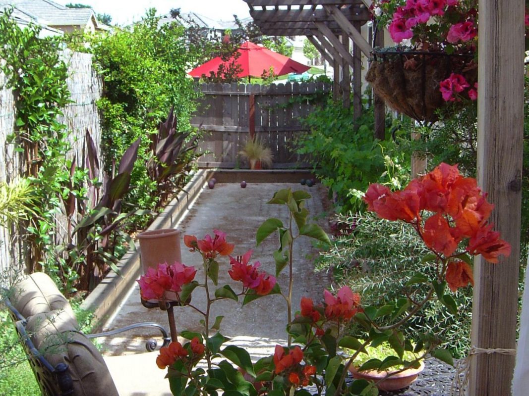 tropical backyard trees