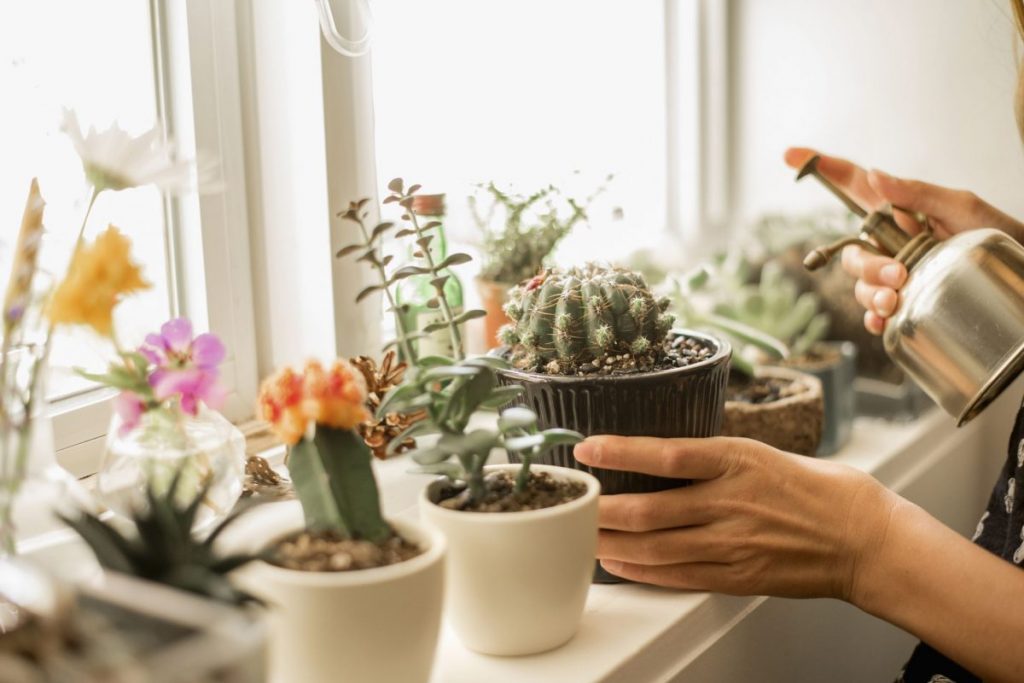 cactus garden landscaping ideas
