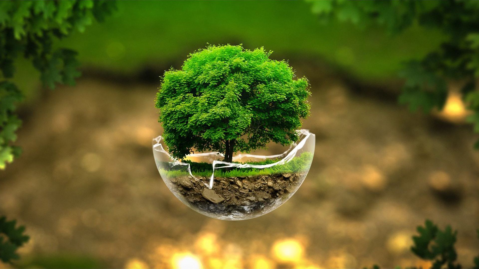 Trees
