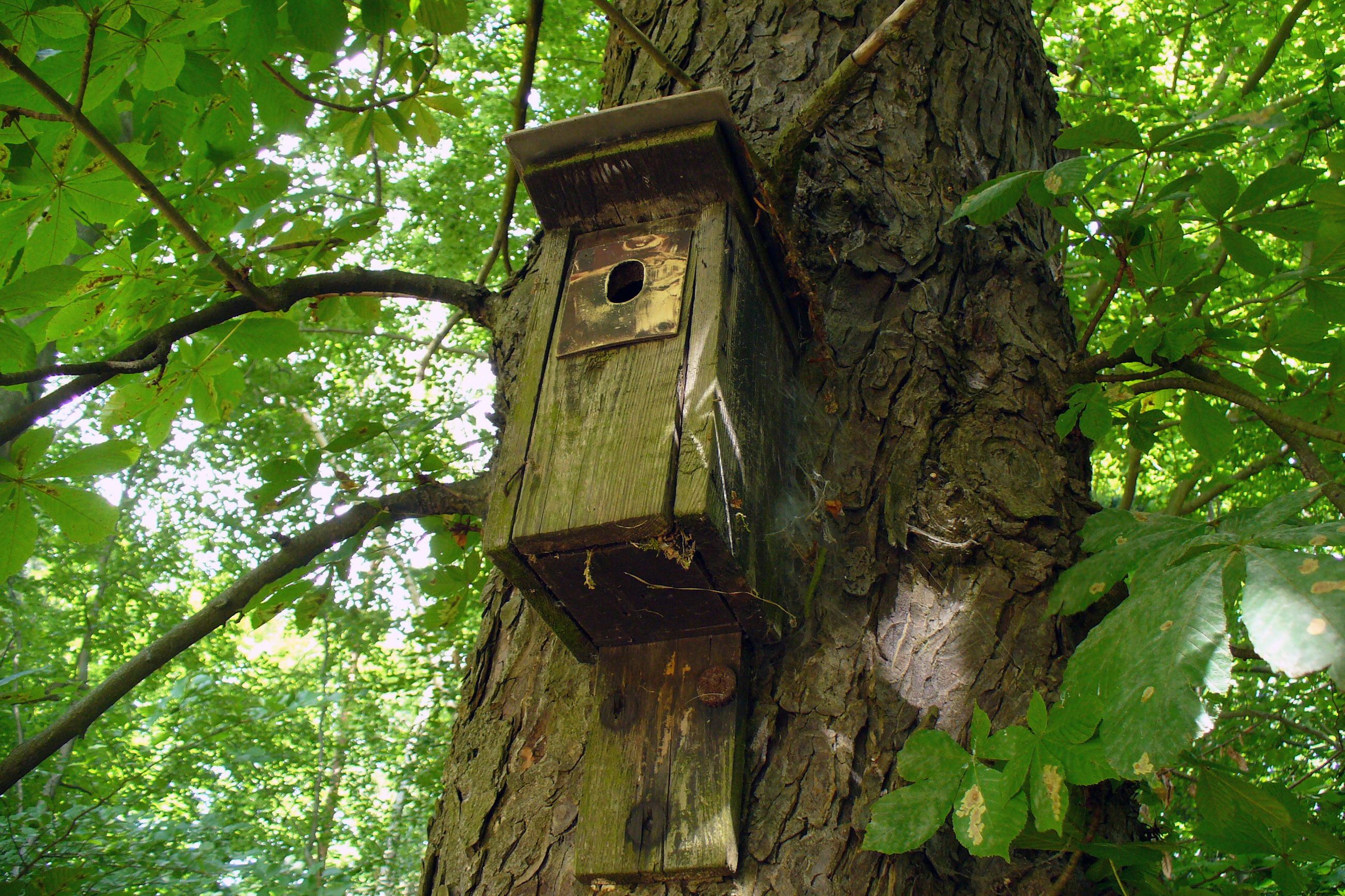 The Birdhouse