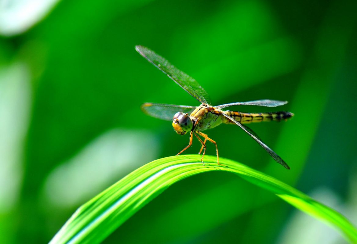 What Attracts Dragonflies Successfully to Your Yard