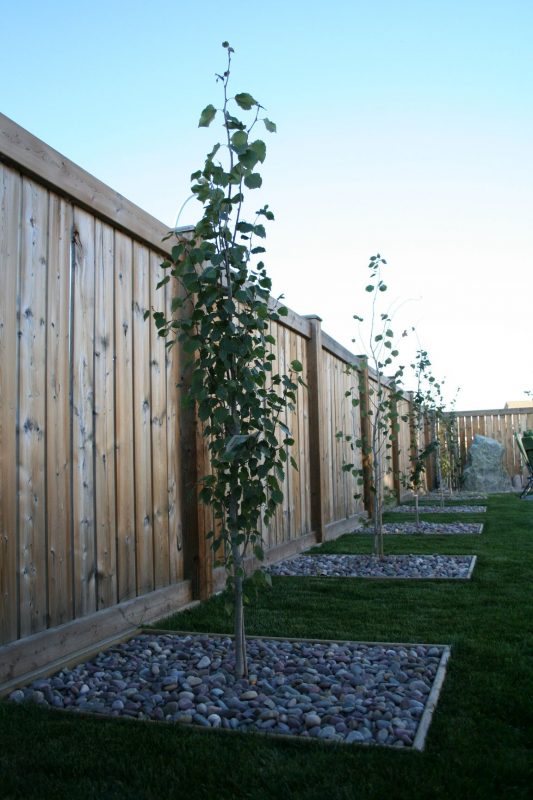Striking Swedish Aspen