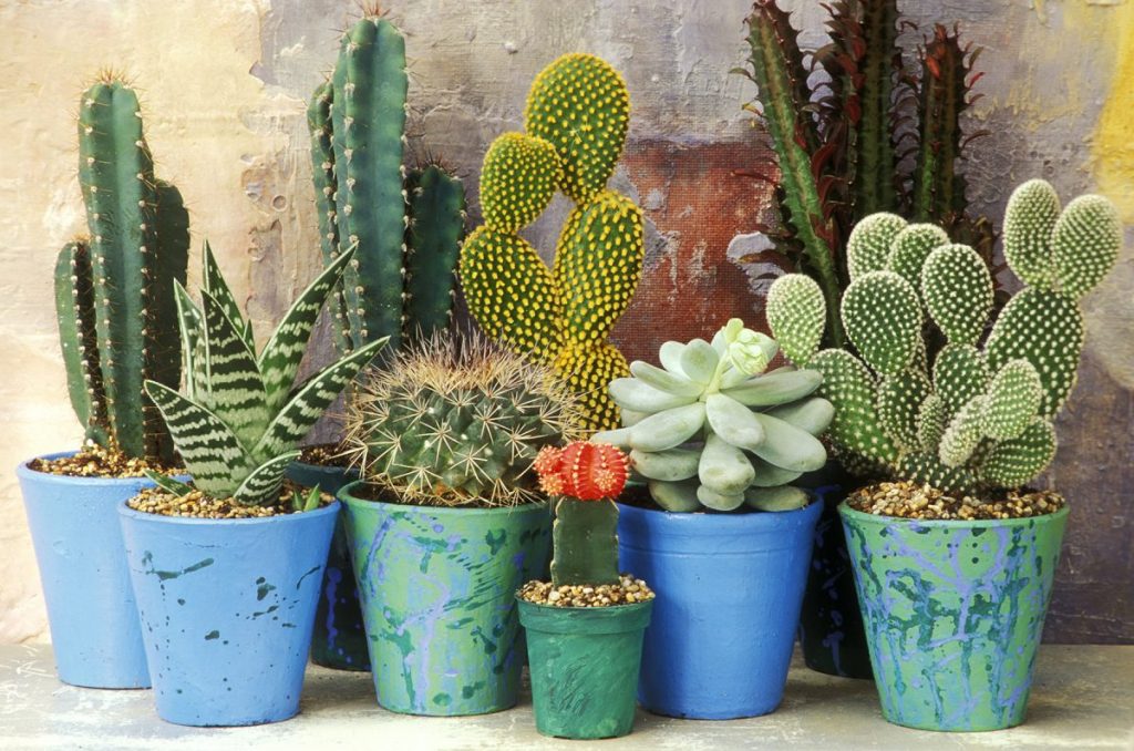 Blue Shades of Garden Cactus