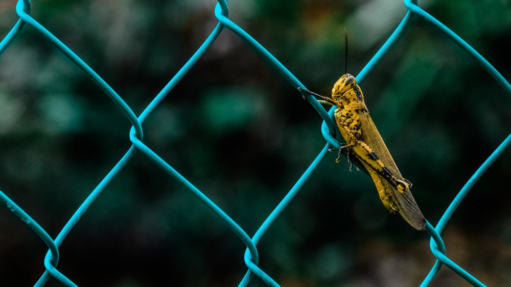 Noise Reducer Fences