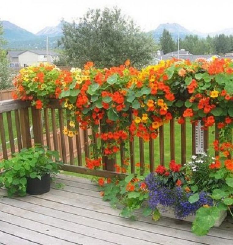 deck and home garden sprayer