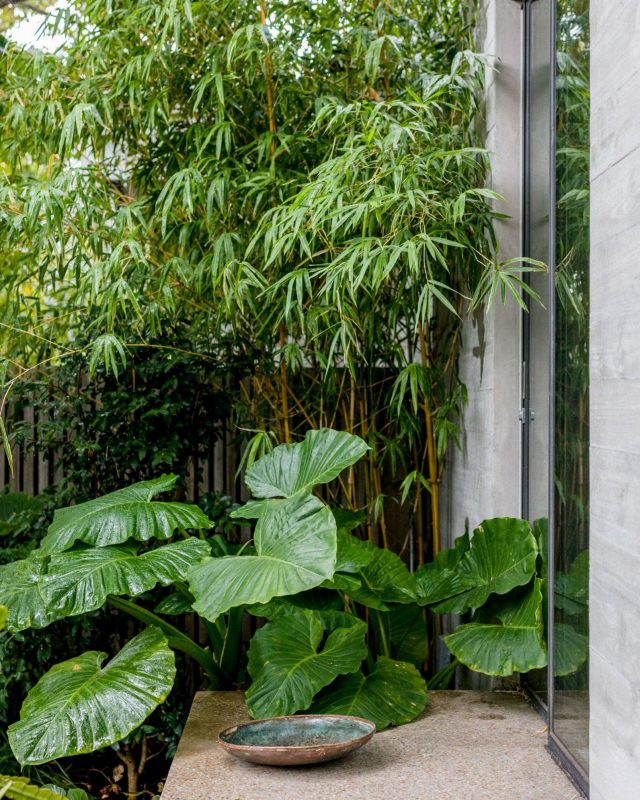 Bamboo Backdrop and Screen