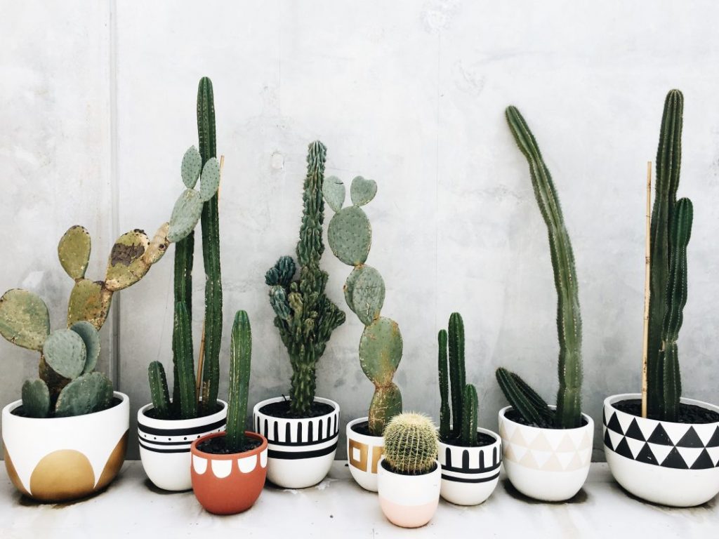 cactus balcony garden ideas