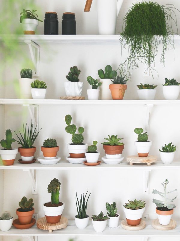 cactus garden landscaping ideas