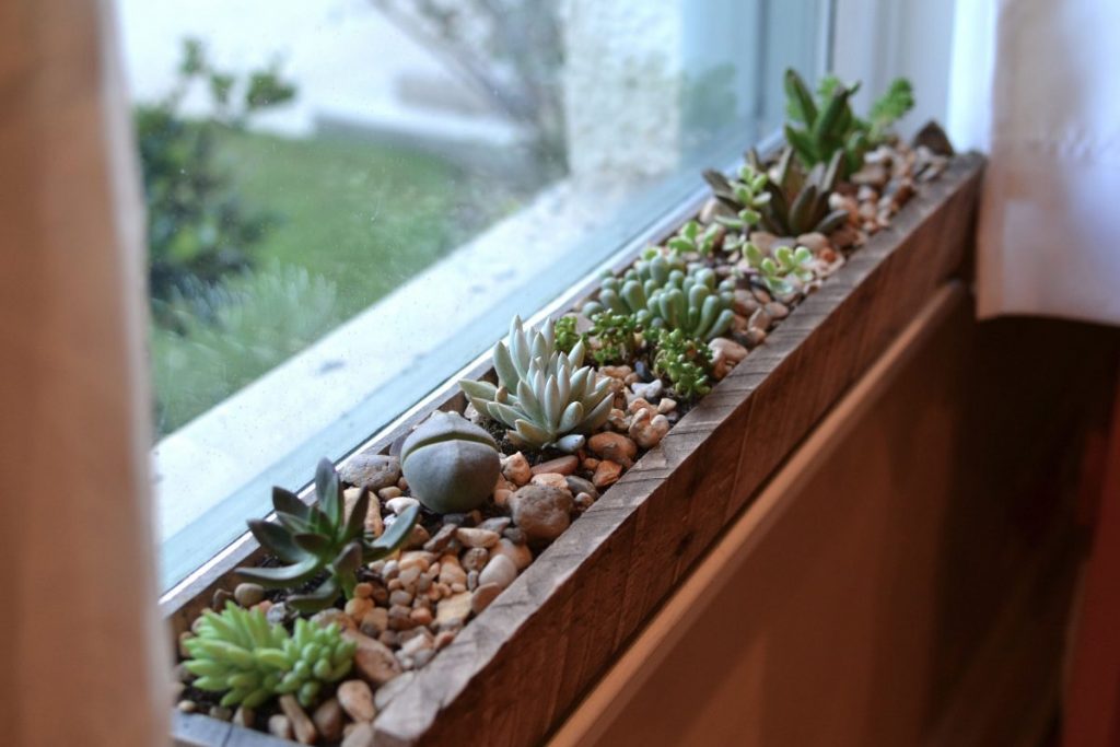 cactus and succulent garden ideas