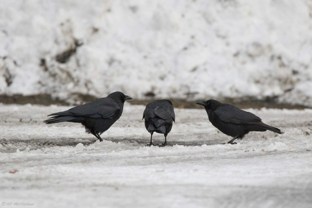 A Guide to Know Why So Many Crows All of a Sudden