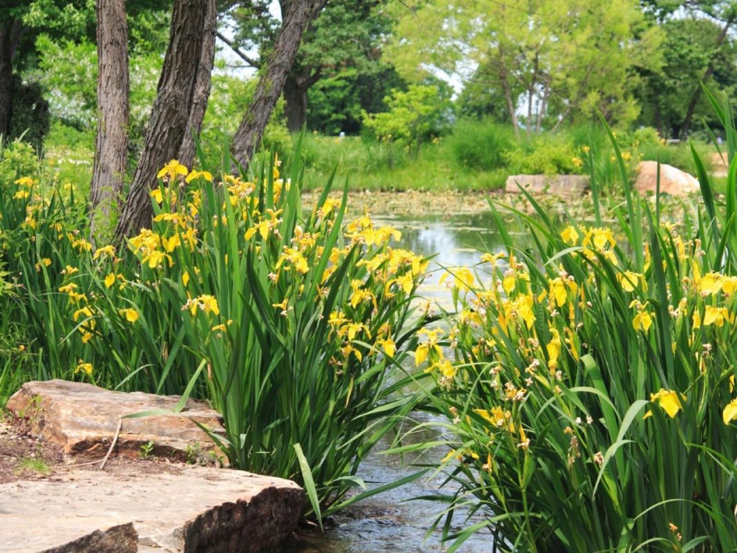 Enchanting Yellow Flag Iris