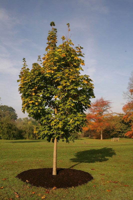 Medium Common Alder