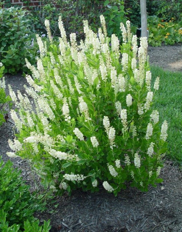 Clethra, the Butterfly’s Favorite