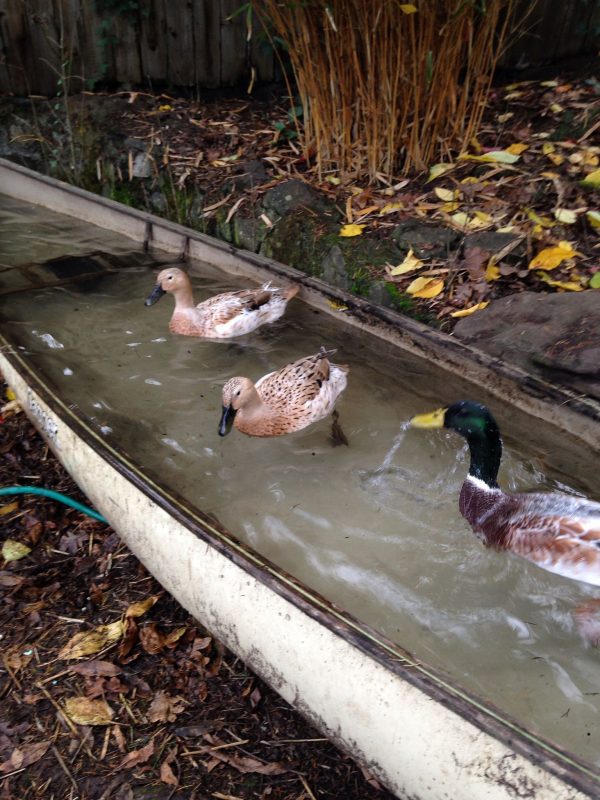 21 Clever Backyard Duck Pond Ideas You can Build Yourself ...