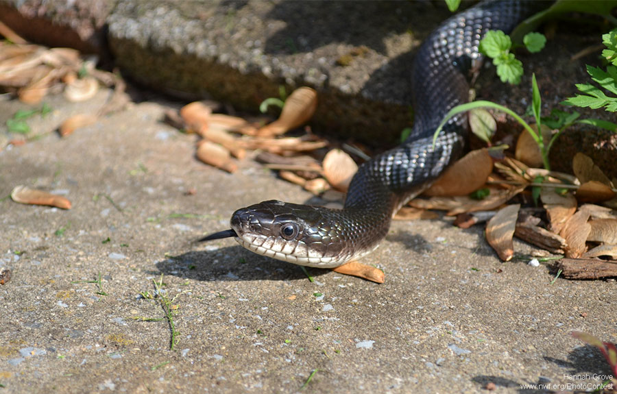 The Wild Snakes Garden