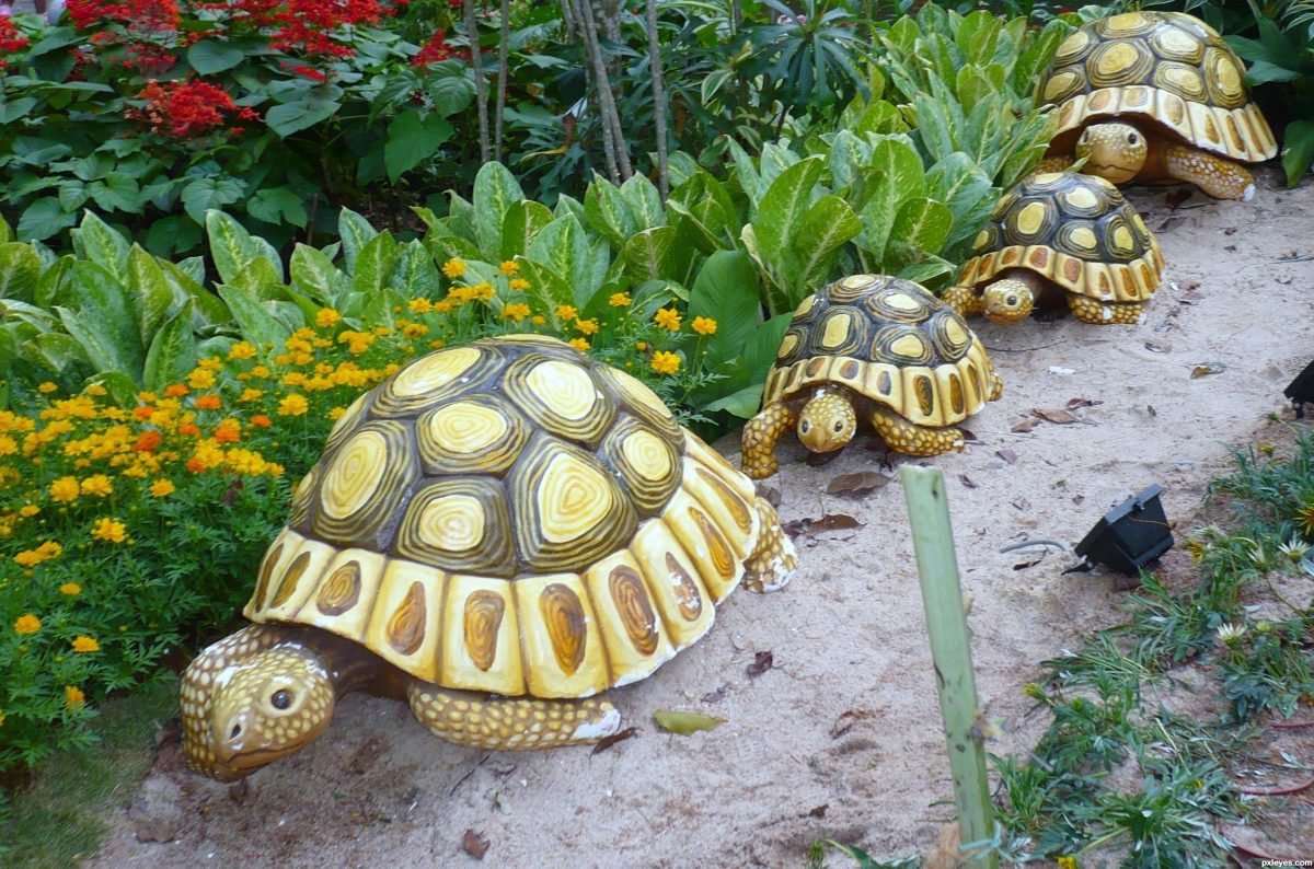 The Turtle Path