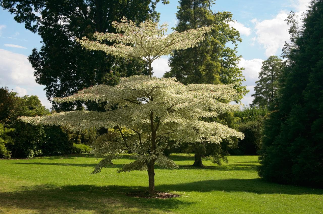 Introduce Native Flowering Trees