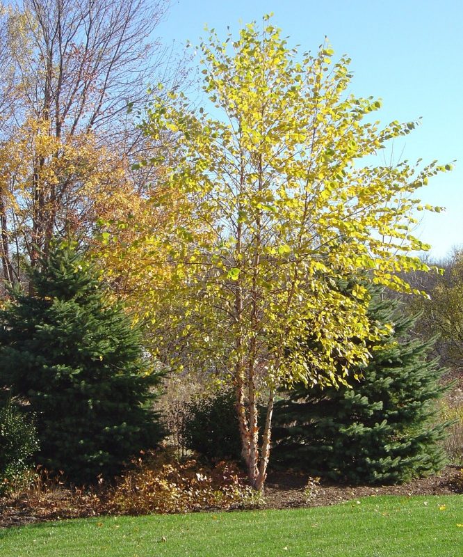 Exceptional River Birch Tree