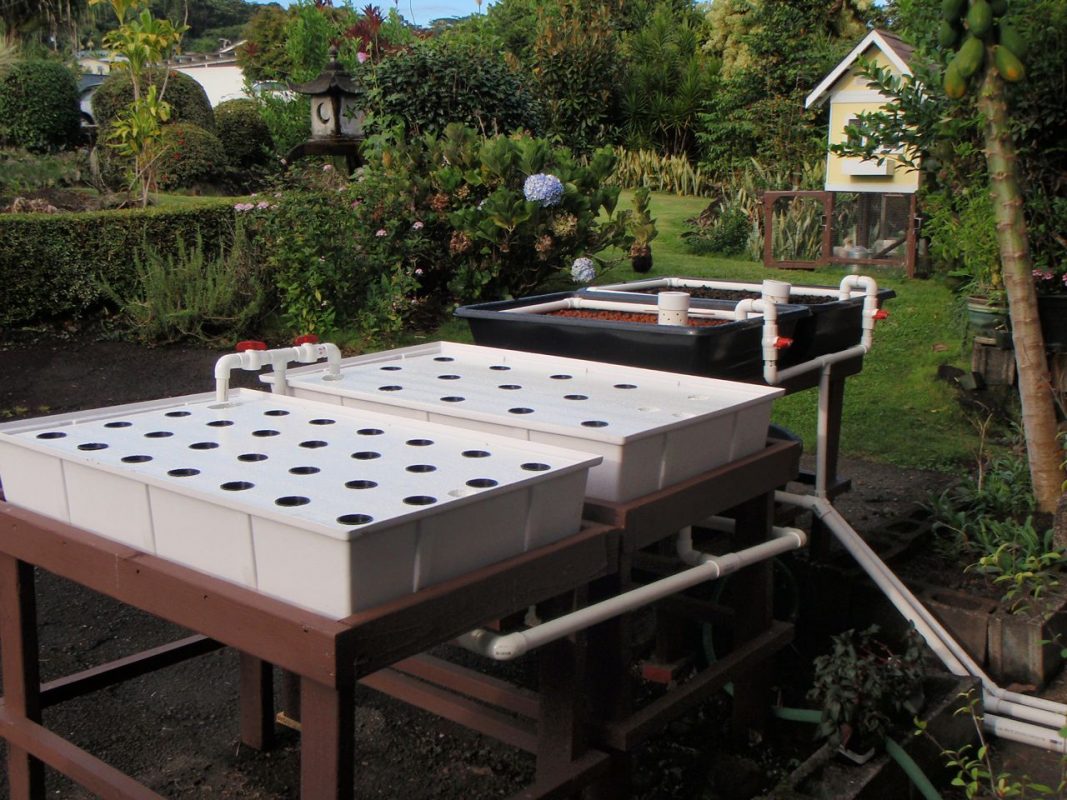 What rocks do you use in aquaponics How to Start a Hydroponic Garden: Steps, Tips, and FAQs