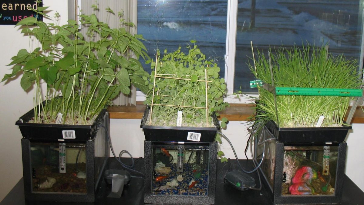 What to use for aquaponics grow bed How Often Do You Flood an Aquaponics Grow Bed?