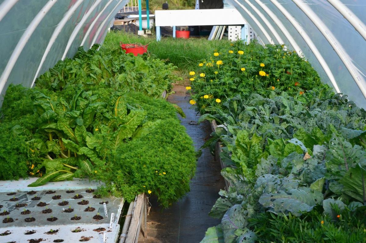 20 backyard aquaponics ideas - inbackyard