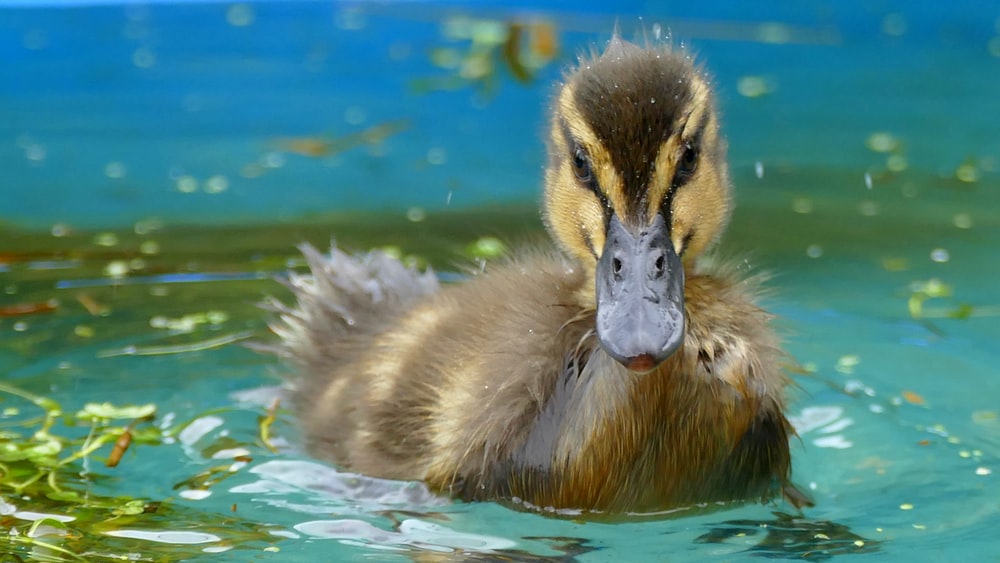 5 Ways How to Keep Ducks Out of Pool